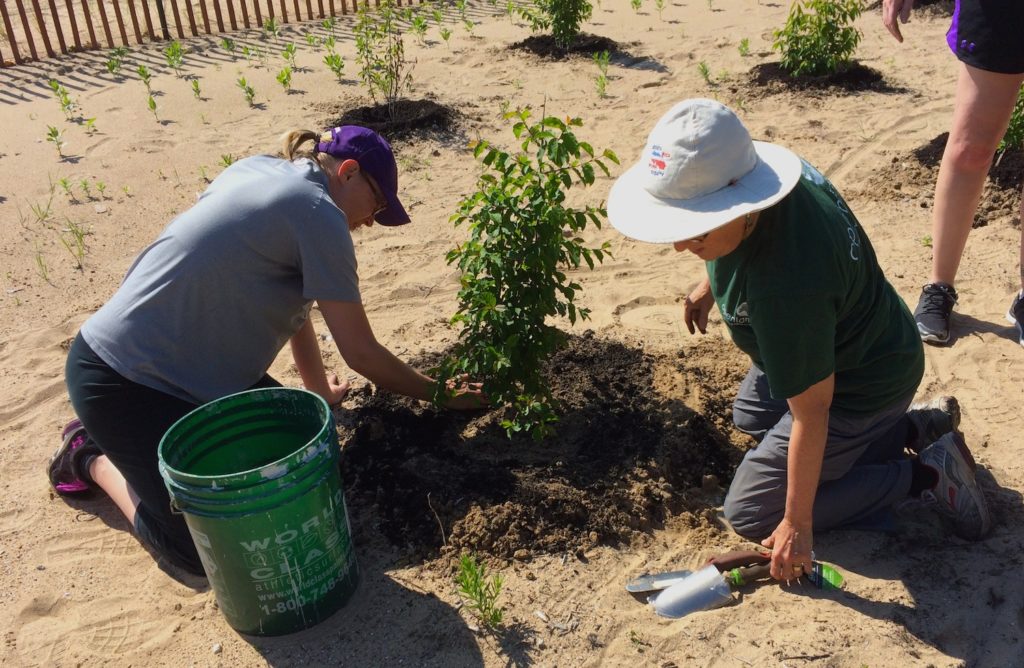 Volunteers help mulch shrubs at the Clark Street Beach Bird Sanctuary