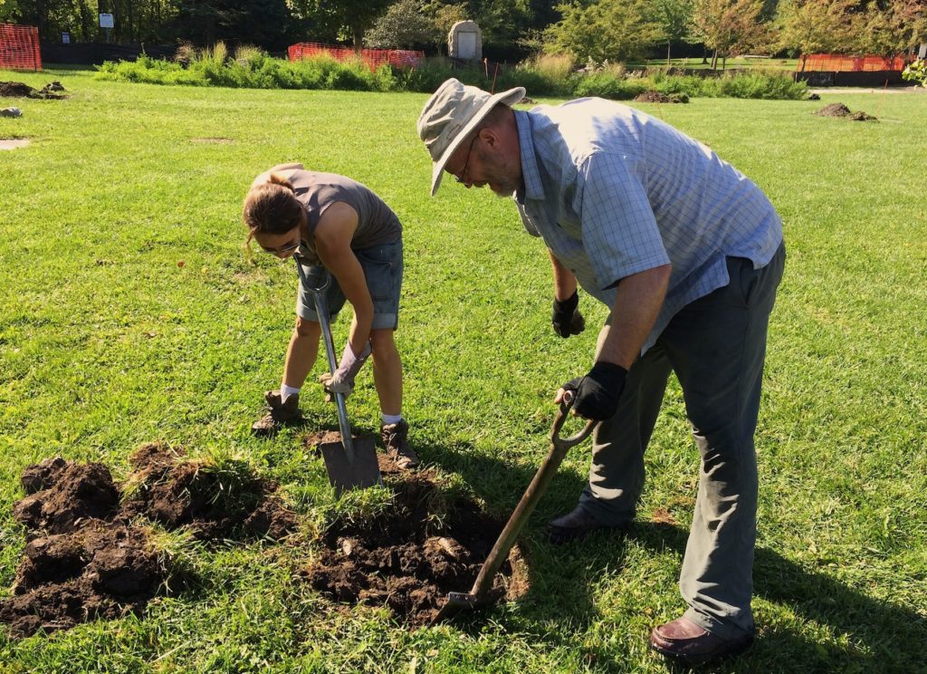 Planting oaks in the Ladd Arboretum