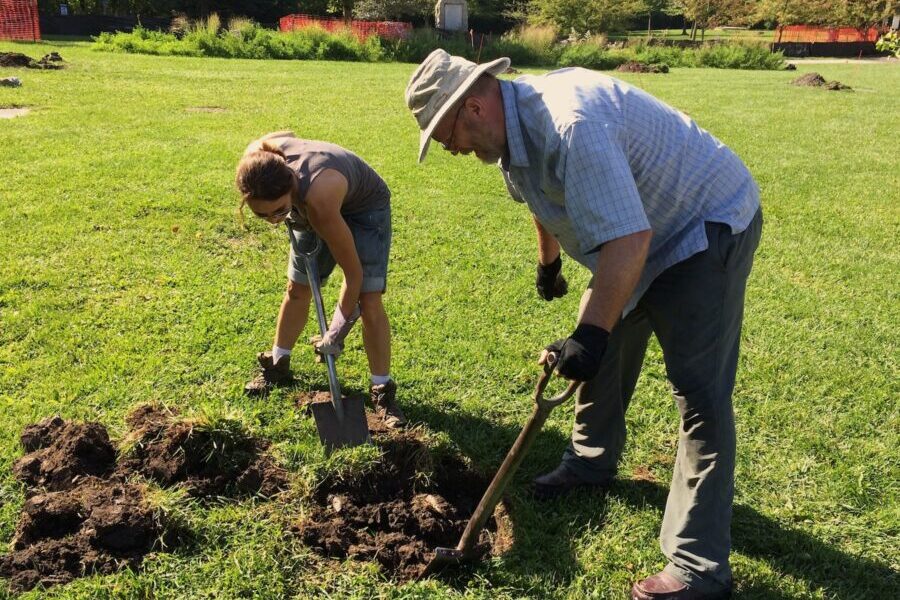 Planting oaks in the Ladd Arboretum