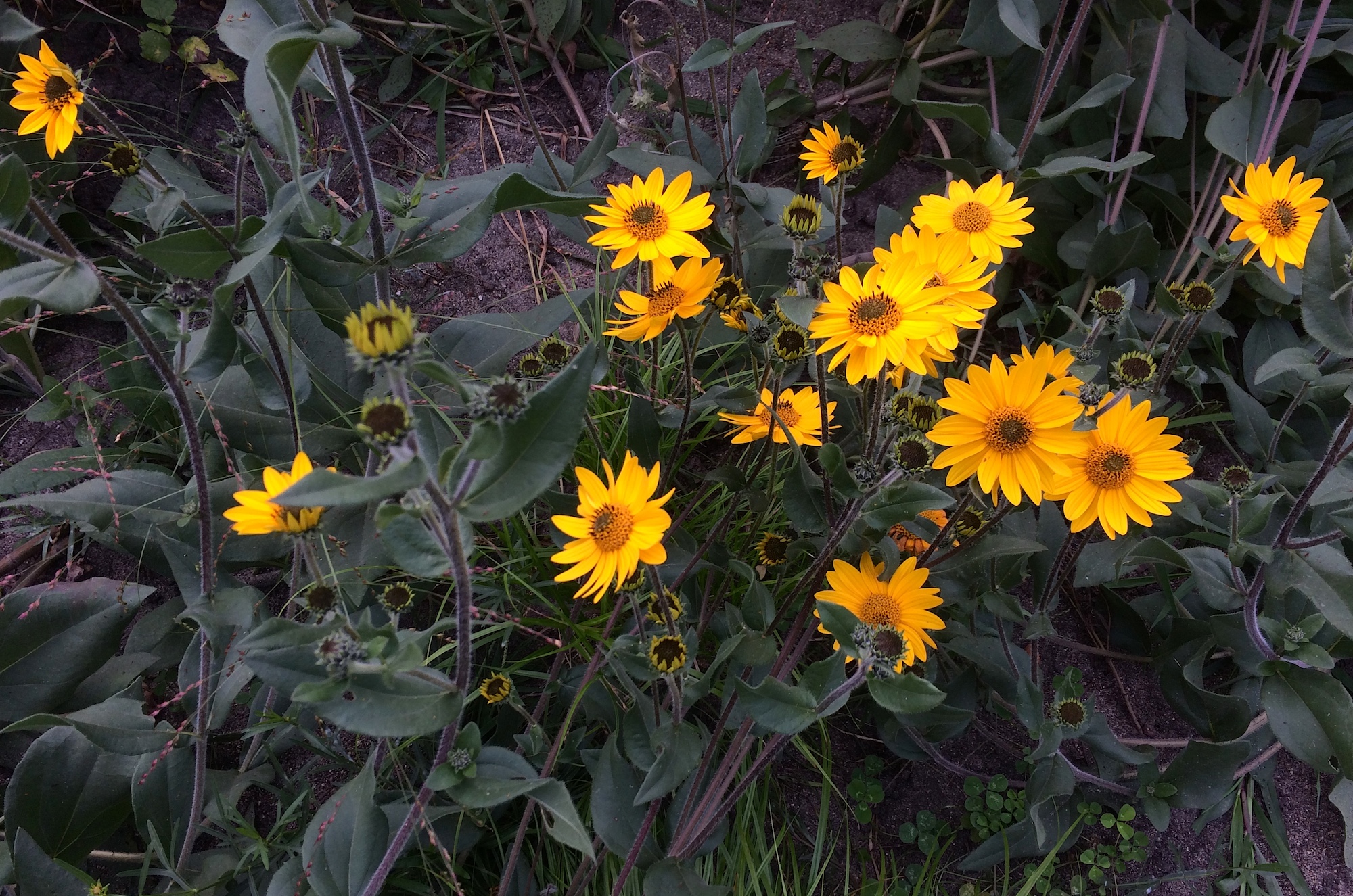 Western sunflower (Helianthus occidentalis) in the Civic Center Bird Garden