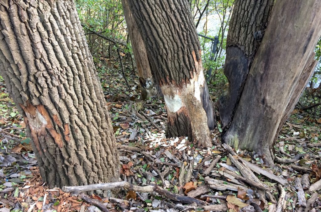 Beaver damage to cottonwood