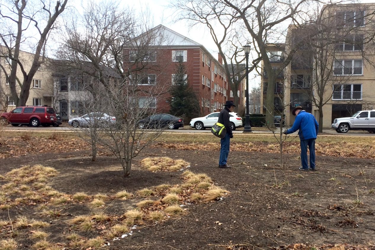 Checking to see how the Civic Center garden weathered the winter