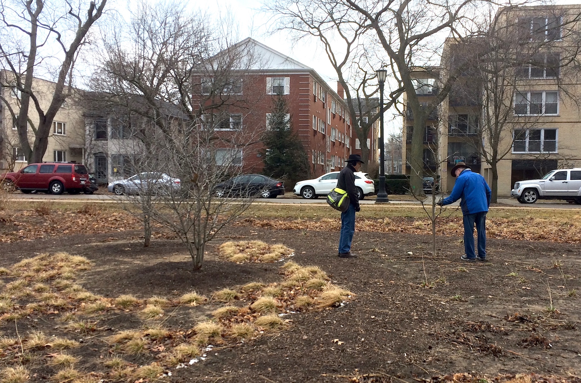 Checking to see how the Civic Center garden weathered the winter