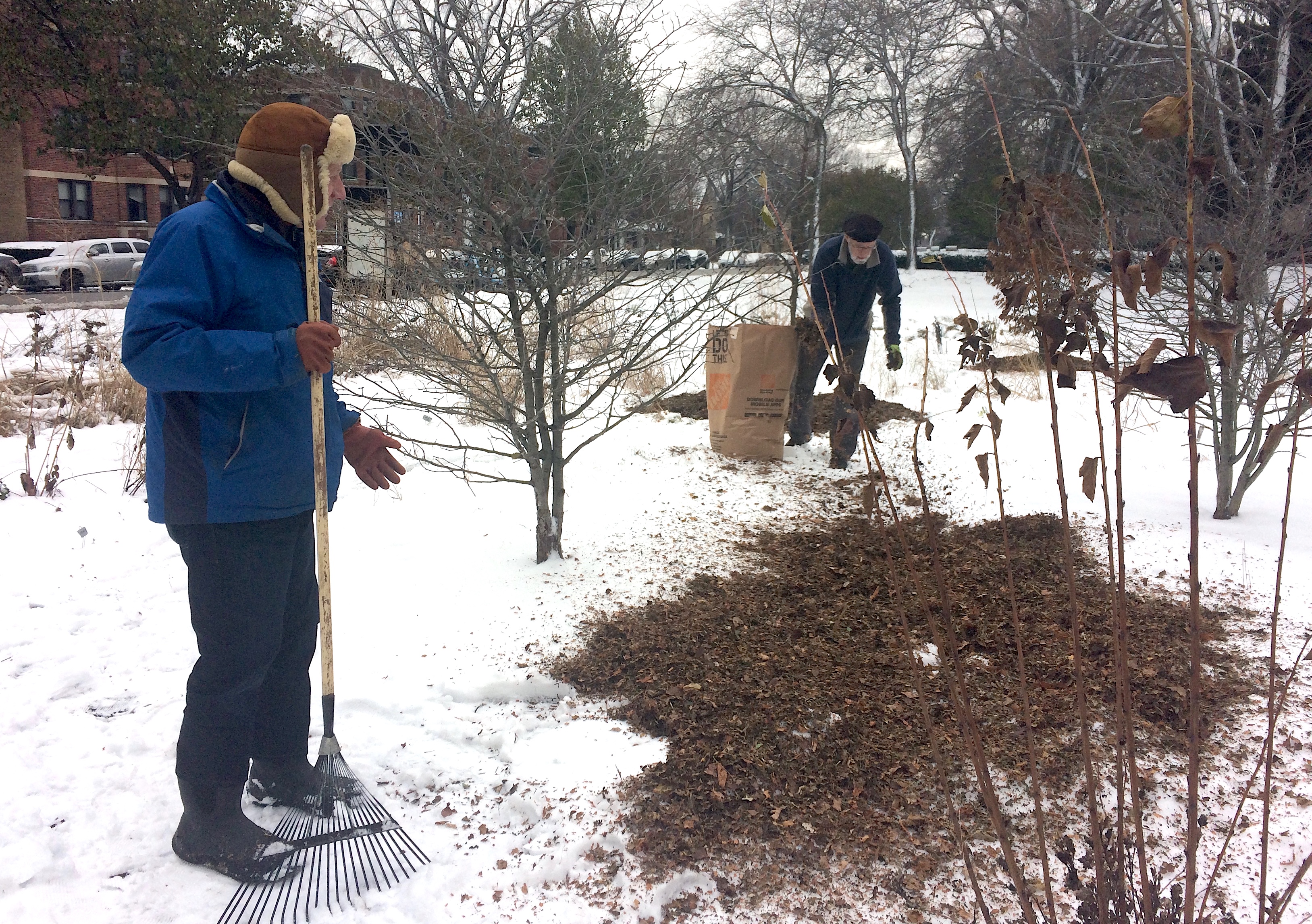 Adding a mulch of shredded leaves to the Civic Center Habitat Garden