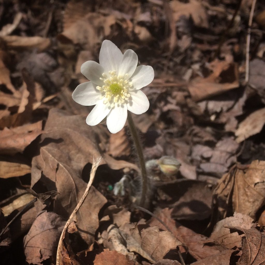 Sharp-lobed hepatica, one of the first wildflowers to bloom
