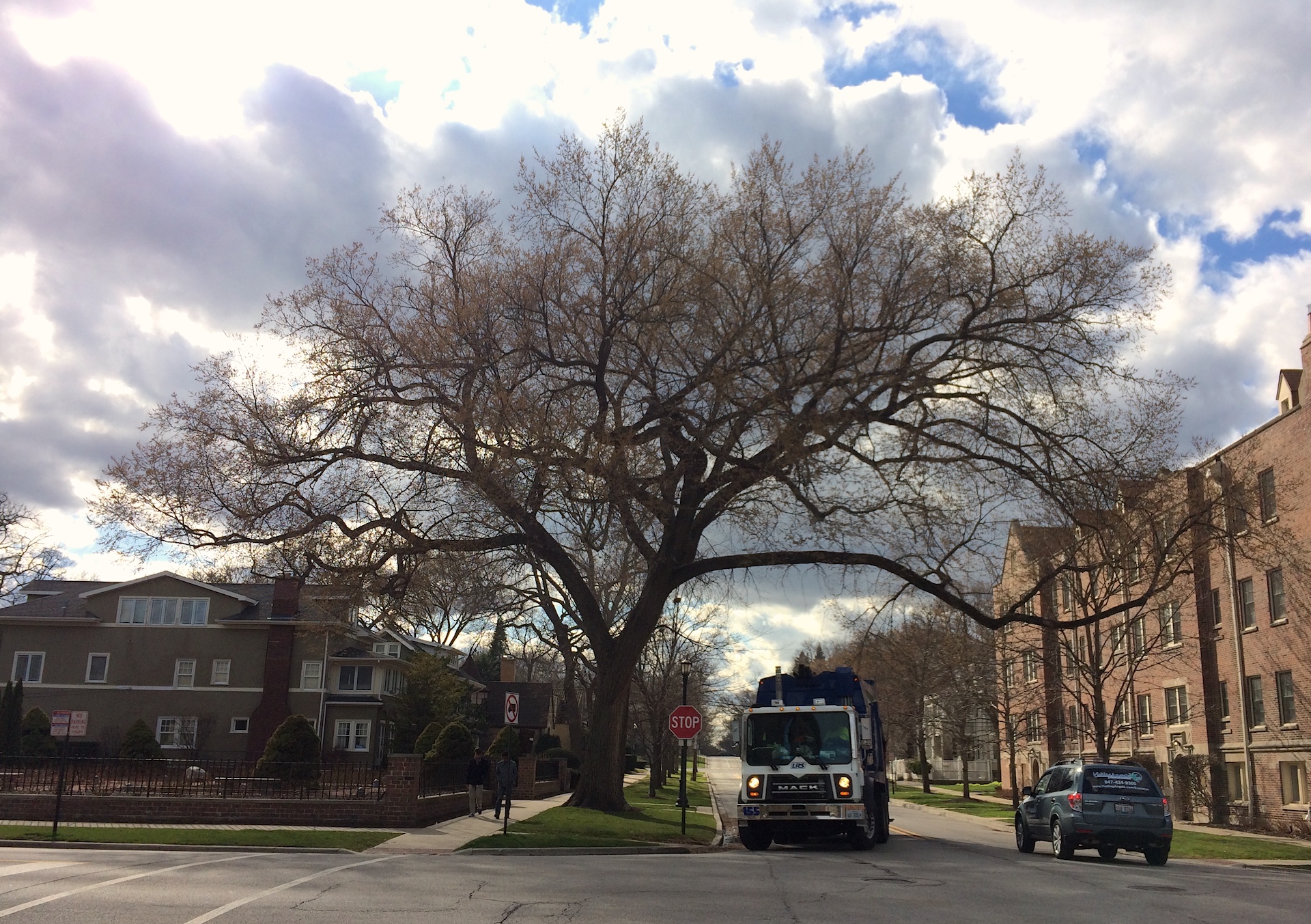 American elm, one of Evanston's signature street trees